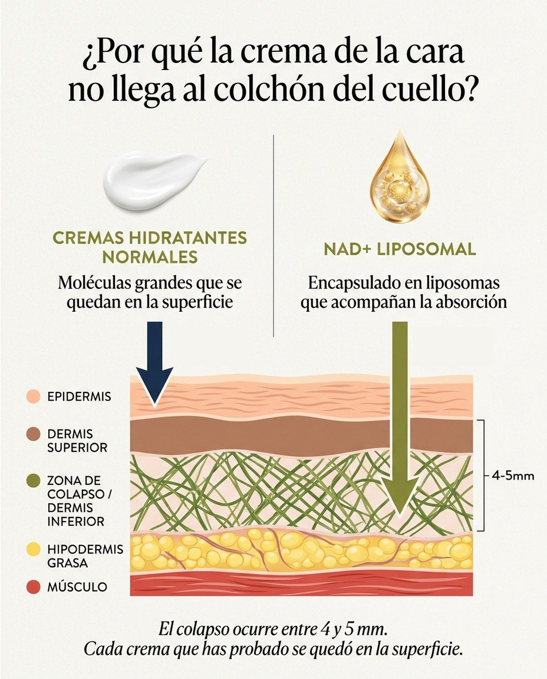 Por qué la crema de la cara no llega: las cremas normales se quedan en la superficie y el NAD+ liposomal acompaña la absorción hasta la zona de colapso